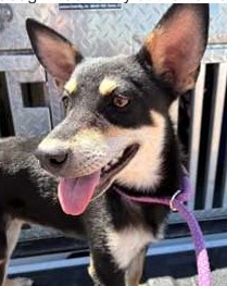 Pip