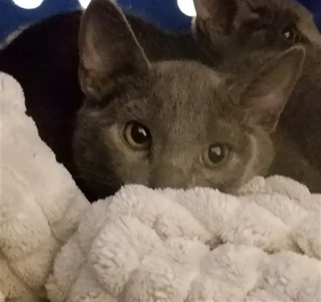 Basil