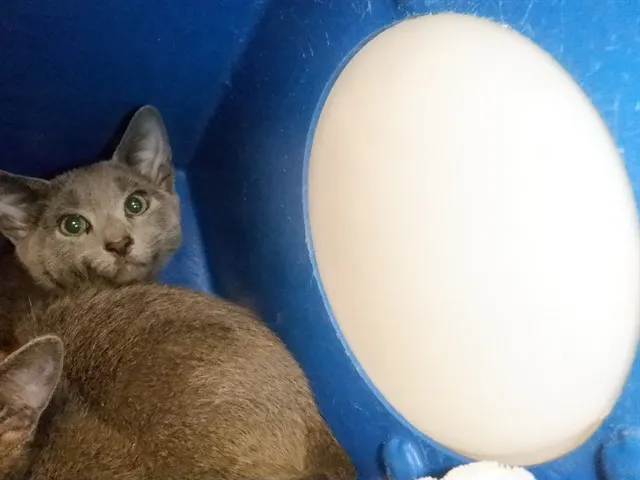 Paprika
