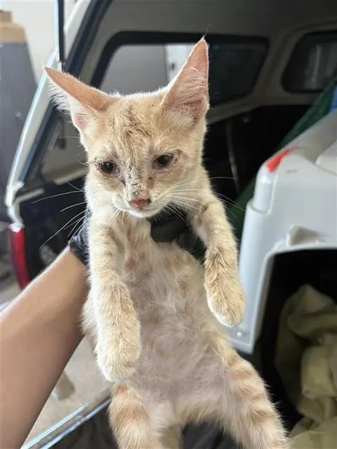 Adoptable Cat