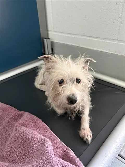 Adoptable Dog