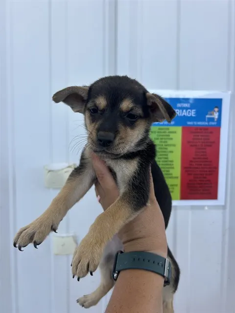 *Mocha