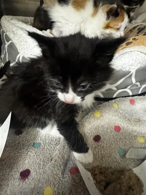 Adoptable Cat