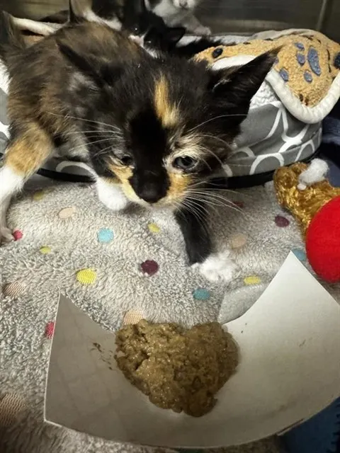 Adoptable Cat