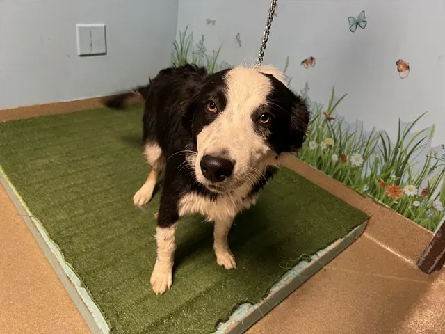 Adoptable Dog