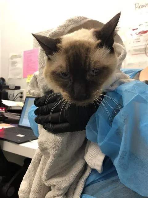 Adoptable Cat