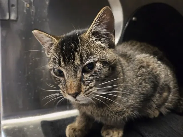Adoptable Cat