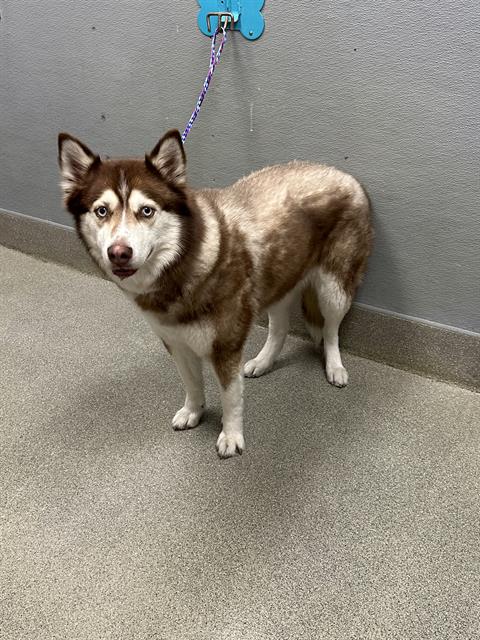 Koda