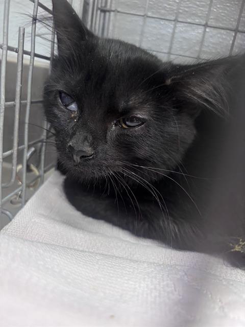 Binx