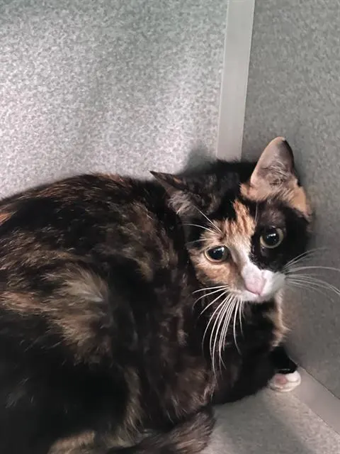 Cleopatra