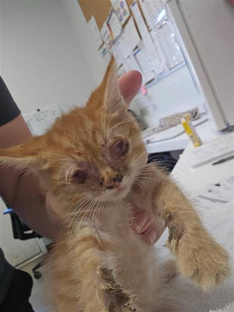 Adoptable Cat