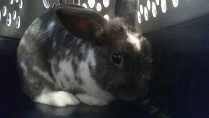 Kilo