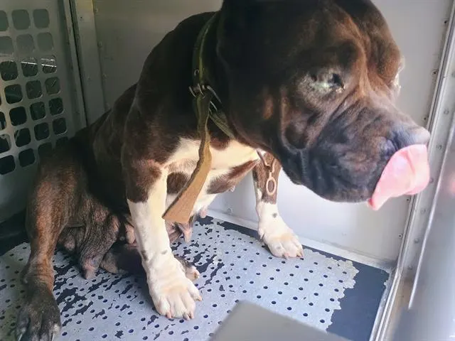 Adoptable Dog