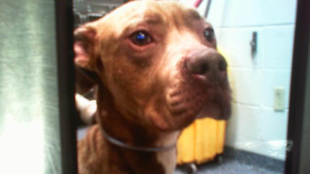 Adoptable Dog