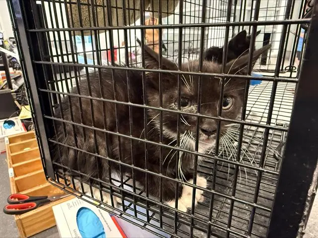 Adoptable Cat