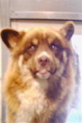 Adoptable Dog