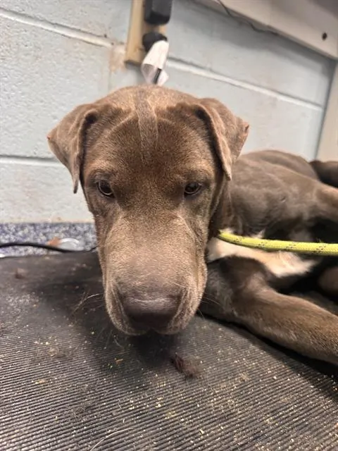 Adoptable Dog