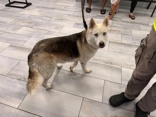 Adoptable Dog