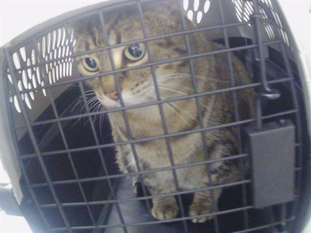 Adoptable Cat