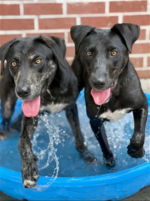 Adoptable Dog