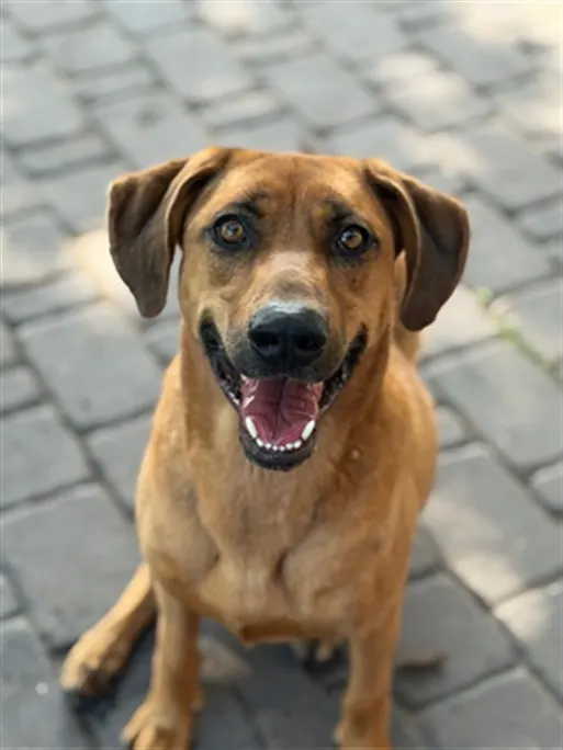 Adoptable Dog