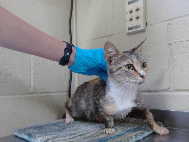 Adoptable Cat