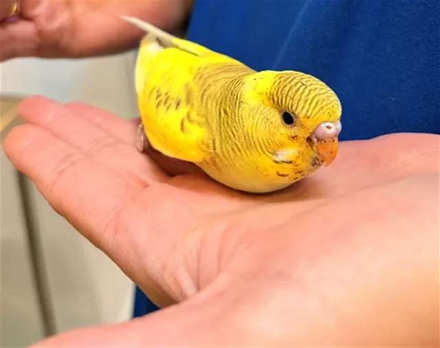 Saffron