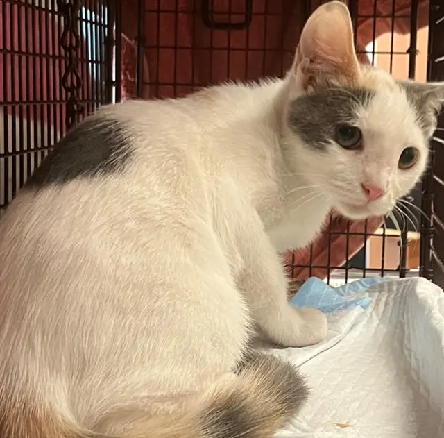Adoptable Cat