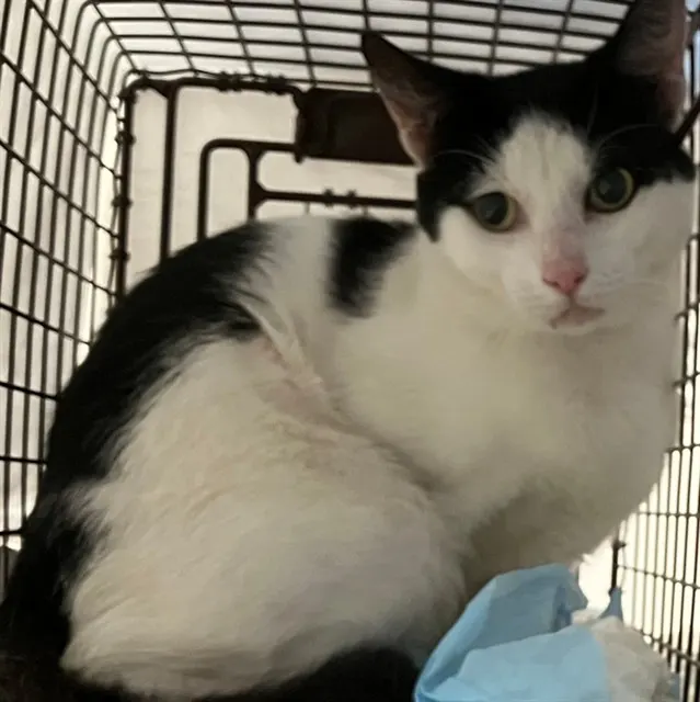 Adoptable Cat
