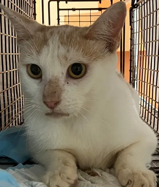 Adoptable Cat