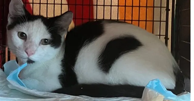 Adoptable Cat