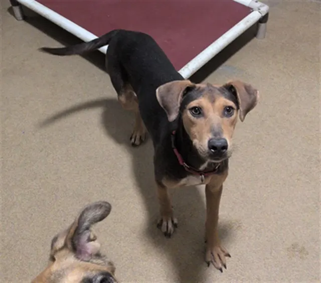 Adoptable Dog
