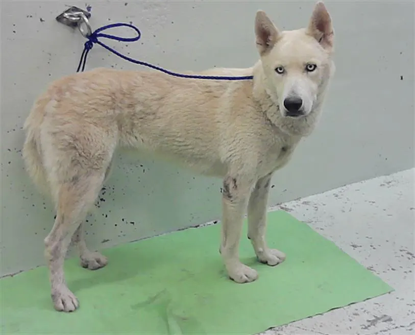 Adoptable Dog