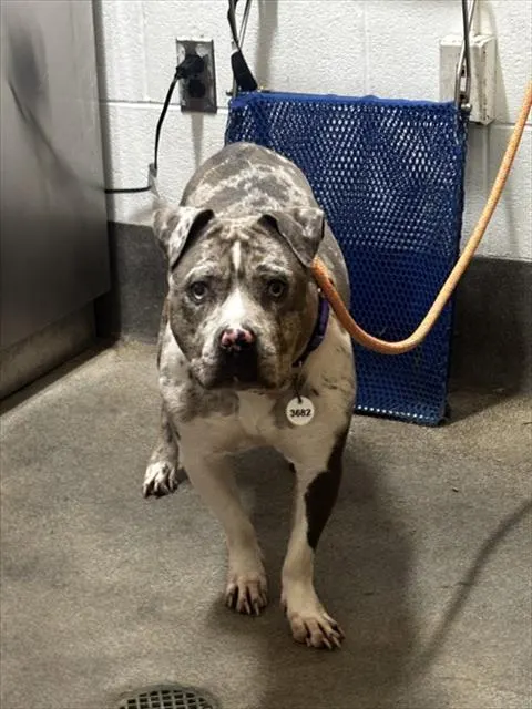 Adoptable Dog