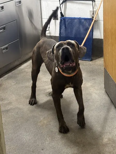 *Khia