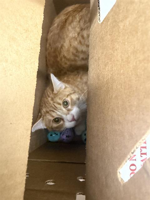 Simba