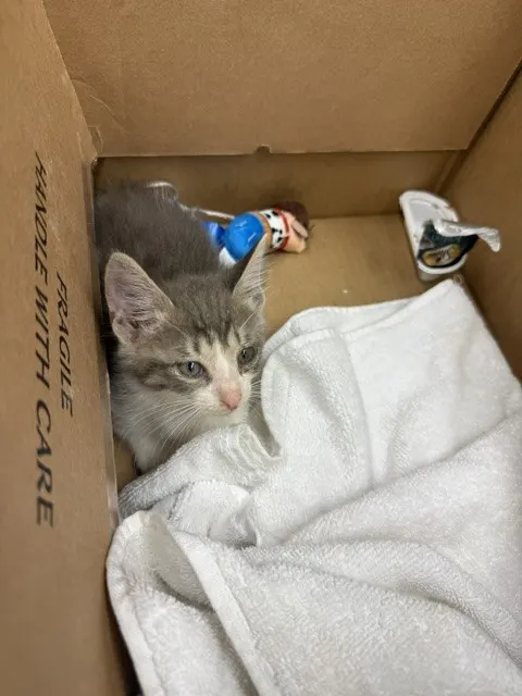 Adoptable Cat