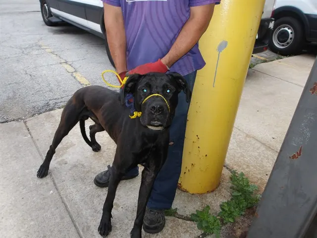 Adoptable Dog