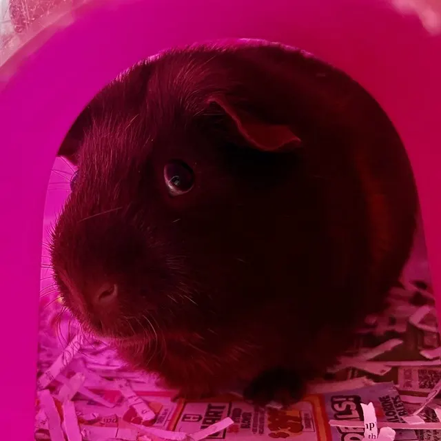 Pancake