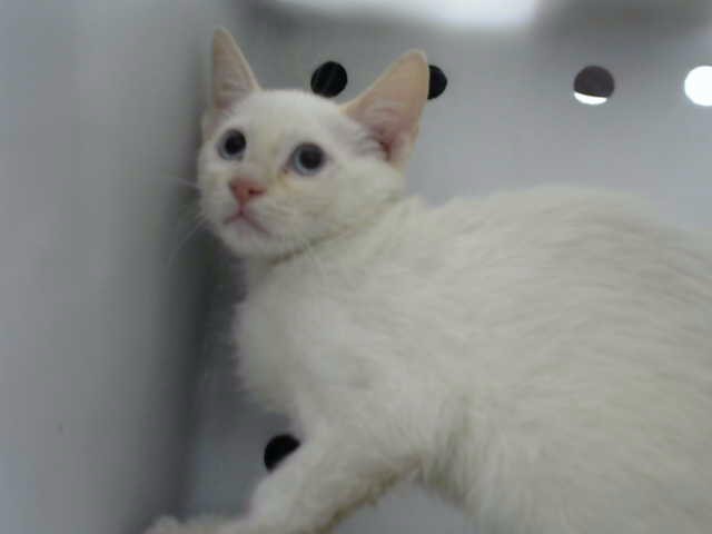 Snowey