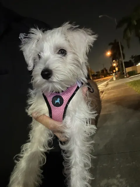 Chloe