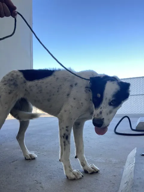 Adoptable Dog