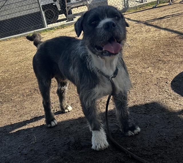 Adoptable Dog