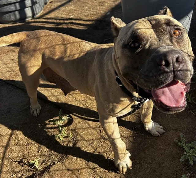 Adoptable Dog