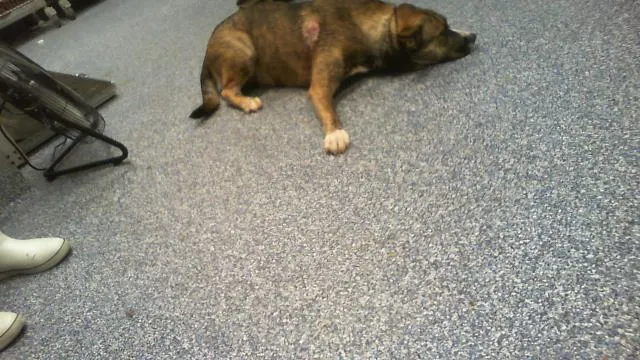 Adoptable Dog
