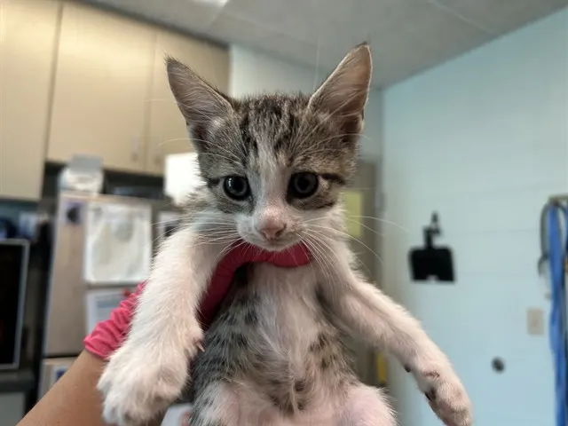 Pip