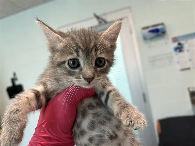 Bitsy