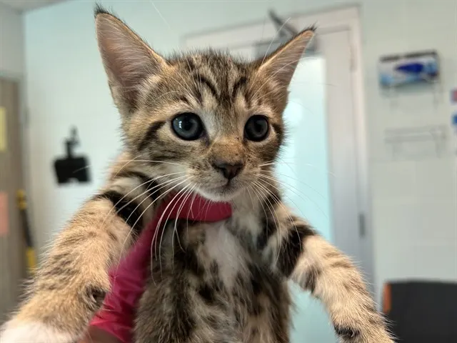 Otis