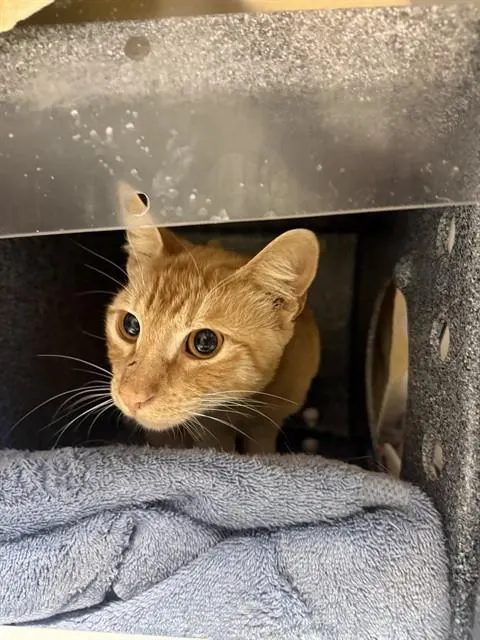Adoptable Cat