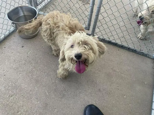 Adoptable Dog